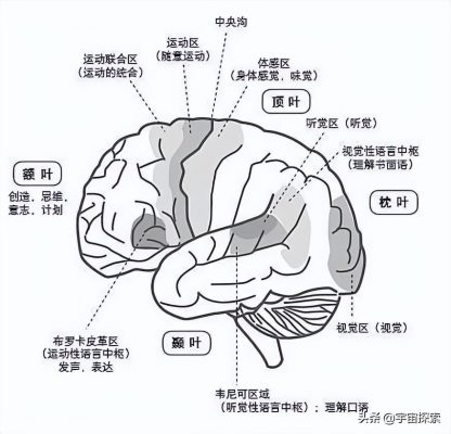 野生动物生下来就走路，为什么人类幼崽毫无生存力，难以抚养？