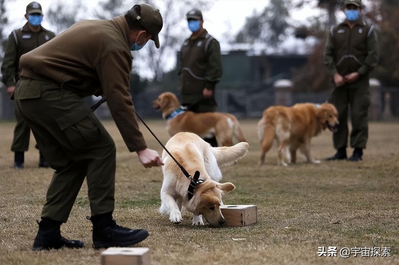 狗交配时，两尾锁结30分钟，为什么这么危险的动作没被淘汰？