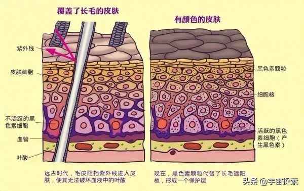 非洲很热而黑色又吸热，为什么非洲人仍然进化成黑人呢？