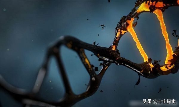 为什么生物非要进化出“性”？没有性的世界会怎么样？