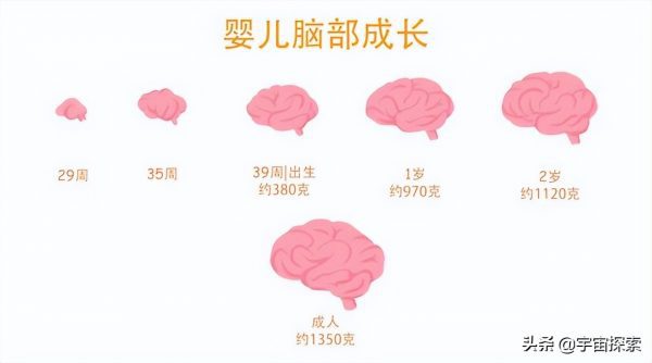 野生动物生下来就走路，为什么人类幼崽毫无生存力，难以抚养？